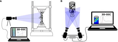 Digital image correlation techniques for motion analysis and biomechanical characterization of plants